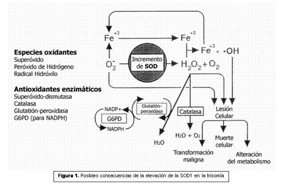 Junto a la insuficiente actividad de la CAT y GPx, 