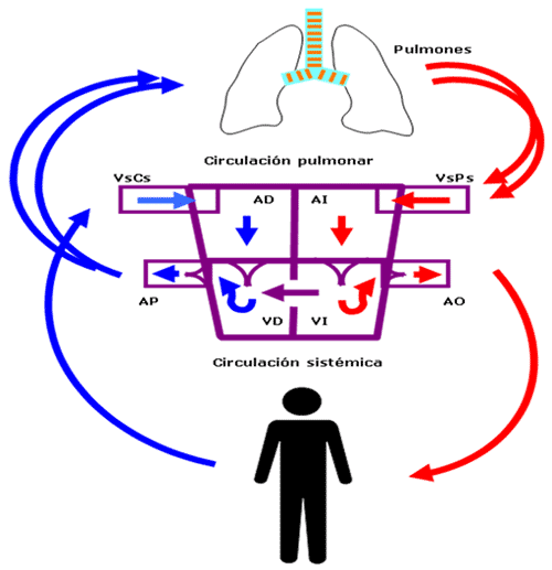 Comunicación interventricular